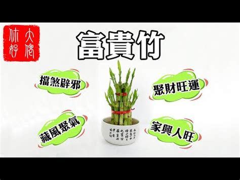 竹子風水|開運竹風水禁忌與擺放位置指南：助你提升家居風水、。